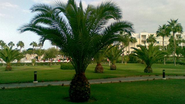 Grancanaria 2007-4.jpg